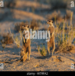 Meerkat (Suricata suricatta) due adullts con giovani emergenti a sunrise, Kgalagadi Parco transfrontaliero, Sud Africa Gennaio Foto Stock