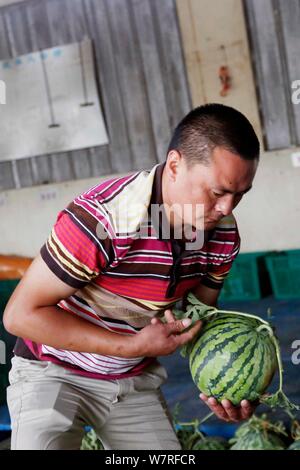 Zhu Linjie, uno della città 10 certificati gli ispettori di cocomero, valuta un cocomero dalla detonazione in un magazzino a Pudong New Area Shanghai, Cina Foto Stock