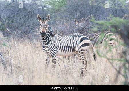 Zebra di Hartmann (Equus hartmannae) Damaraland, Namibia Foto Stock