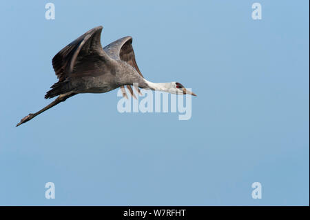 Gru con cappuccio (Grus monacha) in volo, Kyushu, Giappone Foto Stock