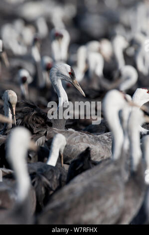 Gregge di gru con cappuccio (Grus monacha) Kyushu, Giappone Foto Stock