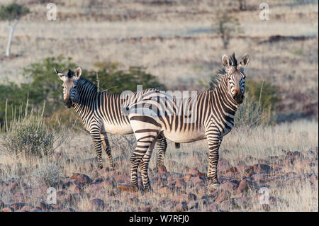 Zebra di Hartmann (Equus hartmannae) Damaraland, Namibia Foto Stock