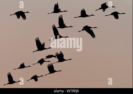 Gregge di gru con cappuccio (Grus monacha) in volo Kyushu, Giappone Foto Stock