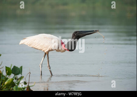 Cicogna Jabiru Aeroporto (Jabiru Aeroporto mycteria) bere. Cuiaba River, Pantanal, Brasile. Foto Stock