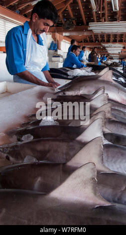 Baby Spot-tail squali (Carcharhinus sorrah) sulla vendita di pesce souk (mercati) tutti catturati nel Golfo Persico e molti legato per i mercati in Asia. Sharjah Emirati Arabi Uniti. Aprile 2013 Foto Stock