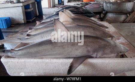 Baby Spot-tail squali (Carcharhinus sorrah) sulla vendita di pesce souk (mercati) tutti catturati nel Golfo Persico e molti legato per i mercati in Asia. Sharjah Emirati Arabi Uniti. Aprile 2013 Foto Stock