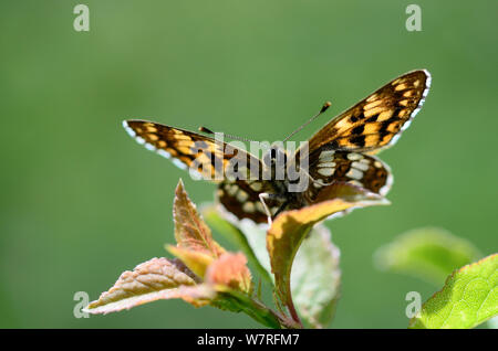 Il duca di Borgogna Fritillary (Hamearis lucina) maschio butterfly a riposo, Dorset, Regno Unito, Giugno. Foto Stock