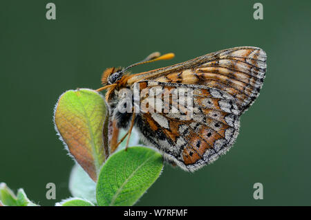 Marsh Fritillary Butterfly (Euphydryas aurinia) a riposo, Dorset, Regno Unito, Giugno. Foto Stock