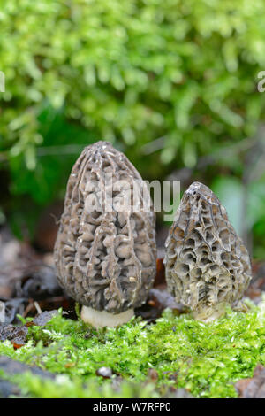 Morel (fungo Morchella esculenta) coltivate, REGNO UNITO Foto Stock