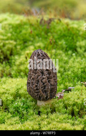 Morel (fungo Morchella esculenta) coltivate Foto Stock