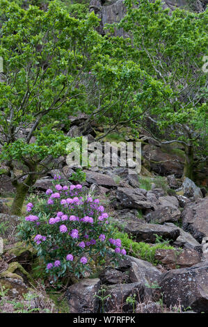 Rhododendron (Rhododendron x. superponticum) crescente sul pendio della montagna. Parco Nazionale di Snowdonia, il Nord del Galles Wales Foto Stock