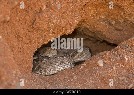 Western Diamond-backed Rattlesnakes (Crotalus atrox) emergente dal letargo invernale sito, deserto Sonoran, Arizona, STATI UNITI D'AMERICA MARZO Foto Stock