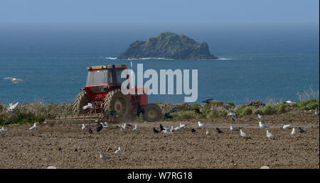 Gregge misto di gabbiani reali (Larus argentatus) e Rooks (Corvus frugilegus) a seguito di un trattore arare un campo di una scogliera con il mare in background, Trebetherick, Cornwall, Regno Unito, Aprile. Foto Stock
