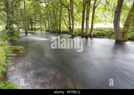 Il fiume Washburn nel North Yorkshire che mostra una grande quantità di veloce che scorre acqua a causa di acqua rilasciata dalla diga di acqua dello Yorkshire Foto Stock