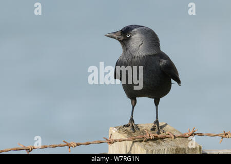 Taccola (Corvus monedula) permanente sulla cima di una scogliera palo da recinzione con il mare in background, Polzeath, Cornwall, Regno Unito, Aprile. Foto Stock