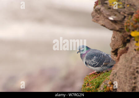 Feral Pigeon Rock / Colomba (Columba livia) arroccato su una battuta su una scogliera costiera, Cornwall, Regno Unito, Aprile. Foto Stock
