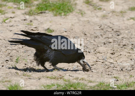 Rook (Corvus frugilegus) raccolta di terra nel suo becco di rivestimento per il suo nido, Gloucestershire, Regno Unito, maggio. Foto Stock