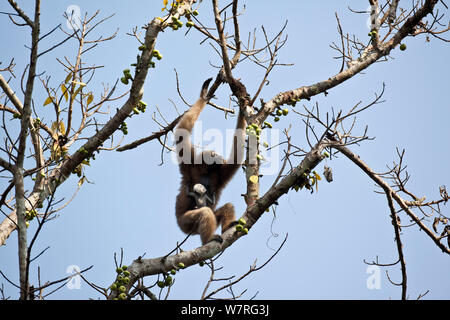 Western Hoolock Gibbon (Hoolock hoolock) femmina neonato portante su di un albero di fico, Gibbone Wildlife Sanctuary, Assam, India. In via di estinzione. Foto Stock