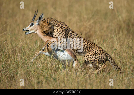 Ghepardo (Acinonyx jubatus) cattura gazelle, il Masai Mara, Kenya, Africa Foto Stock