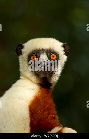 Coquerel il sifaka (Propithecus coquereli) ritratto, Palmarium Riserva, Madagascar Foto Stock