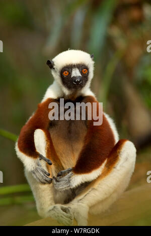 Coquerel il sifaka (Propithecus coquereli) ritratto, Palmarium Riserva, Madagascar Foto Stock