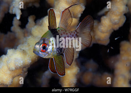 Pigiama Cardinalfish (Sphaeramia nematoptera), Inanuran Isola, Danajon banca centrale, Visayas, Filippine, Aprile Foto Stock