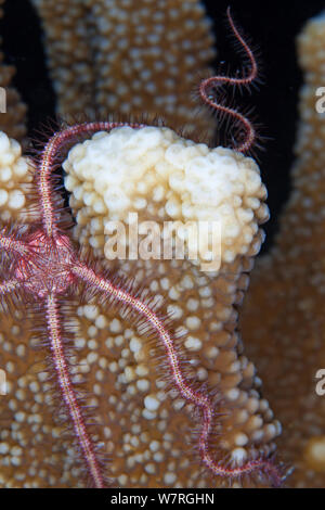 Rosso scuro-spined stella fragile (Ophiothrix purpurea), Bilang Bilangang Isola, Danajon banca centrale, Visayas, Filippine, Aprile Foto Stock