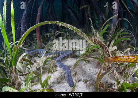 File di mangrovie snake (Acrochordus granulatus) Batasan Isola, Danajon banca centrale, Visayas, Filippine, Aprile Foto Stock