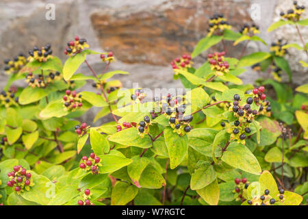 Foglie e bacche nere di Tutsan / Hypericum androsaemum. Tutsan è stato usato come un medicinale a base di erbe impianto avvolto ed è correlato a Erba di San Giovanni. Foto Stock