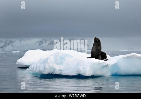 Antarctic fur-guarnizione (Artocephalus gazella) su un glaçon. Penisola antartica, Antartide Foto Stock