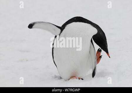 Pinguino Gentoo (Pygoscelis papua) preening, Danco Island. Penisola antartica, Antartide. Foto Stock