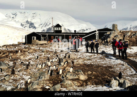 I turisti la visione di pinguino papua (Pygoscelis papua) a Gonzalez Videla Stazione, Cile. Penisola antartica, Antartide Foto Stock