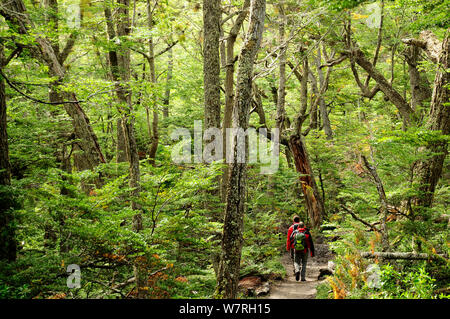 I turisti a piedi attraverso il sentiero in Lenga foresta di faggio (Nothofagus pumilio) Tierra del Fuego National Park. Argentina. Foto Stock