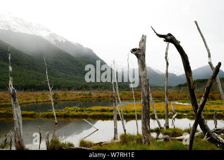 Paesaggio Peatland nella nebbia, Tierra del Fuego, Argentina Foto Stock