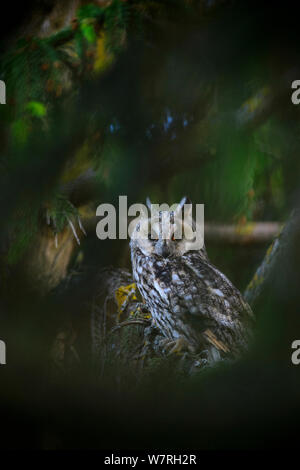 Femmina di gufo comune (Asio otus) appollaiato su albero di abete, SouthernEstonia, Giugno. Foto Stock