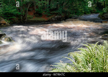 Il fiume Washburn nel North Yorkshire che mostra una grande quantità di veloce che scorre acqua a causa di acqua rilasciata dalla diga di acqua dello Yorkshire Foto Stock