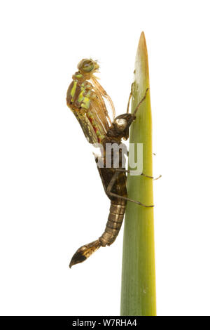 Adulti di corporatura robusta damsefly rosso (Pyrrhosoma nymphula) emergenti dalla sua fase nymphal, Leicestershire, Inghilterra, Regno Unito, Aprile. Sequenza 3/5. meetyourneighbors.net progetto Foto Stock