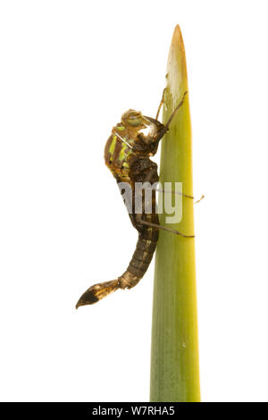 Adulti di corporatura robusta damsefly rosso (Pyrrhosoma nymphula) emergenti dalla sua fase nymphal, Leicestershire, Inghilterra, Regno Unito, Aprile. Sequenza 2/5. meetyourneighbors.net progetto Foto Stock