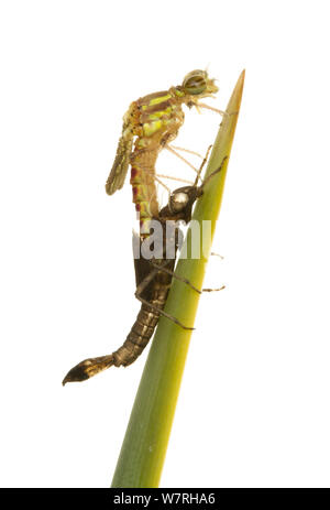 Adulti di corporatura robusta damsefly rosso (Pyrrhosoma nymphula) emergenti dalla sua fase nymphal, Leicestershire, Inghilterra, Regno Unito, Aprile. Sequenza 4/5. meetyourneighbors.net progetto Foto Stock