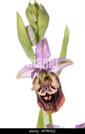 Ophrys pugliese (Ophrys fuciflora ssp. apulica) vicino a Peschici, Gargano, Italia. Aprile. Progetto Meetyourneighbors.net Foto Stock