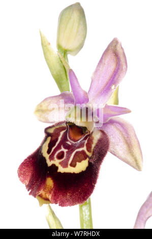 Ophrys pugliese (Ophrys fuciflora ssp. apulica /. O. holoserica apulica ssp) una grande gara fiorito del Late Spider Orchid. Vicino a Monte Sant'Angelo, Gargano, Italia, Aprile. Progetto Meetyourneighbors.net Foto Stock