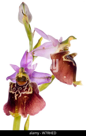 Ophrys pugliese (Ophrys fuciflora ssp. apulica) in fiore, Italia, Aprile. Progetto Meetyourneighbors.net Foto Stock