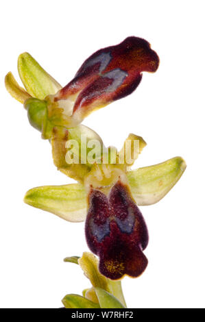 Ophrys opaco (Ophrys fusca sabulosa ssp) in fiore, Siciliy, maggio. Progetto Meetyourneighbors.net Foto Stock