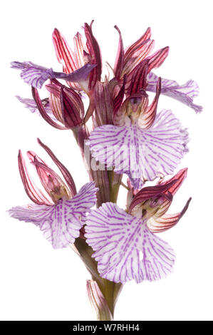 Butterfly Orchis (Anacamptis papilionacea var grandiflora / Orchis papilonacea) in fiore nei pressi di Ferla, Sicilia, maggio. Progetto Meetyourneighbors.net Foto Stock