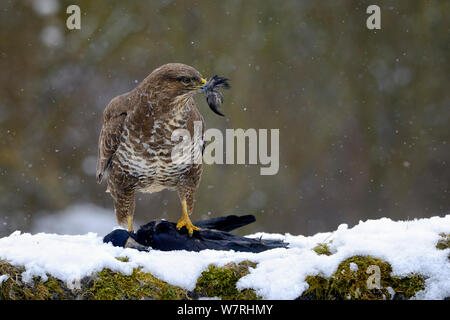 Comune poiana (Buteo buteo) alimentazione sui morti rook (Corvus frugilegus) nella neve in inverno, Lorena, Francia, febbraio Foto Stock