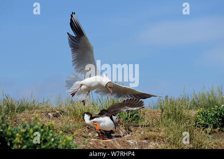 A testa nera gabbiani (Larus ridibundus) cercando di rubare Puffin (Fratercula arctica) catture di cicerello, Northumberland, England, Regno Unito, Luglio Foto Stock