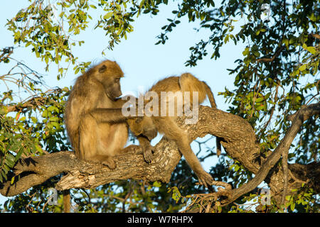 I babbuini Chacma (Papio ursinus) toelettatura, Chobe National Park, Botswana Foto Stock
