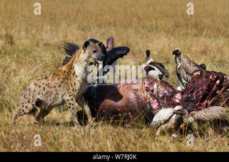 Spotted hyena (Crocuta crocuta) alimentazione su tela circondato da White-backed grifone (Gyps Africanus) e Marabou cicogne (Leptoptilos crumeniferus) Masai-Mara Game Reserve, Kenya Foto Stock