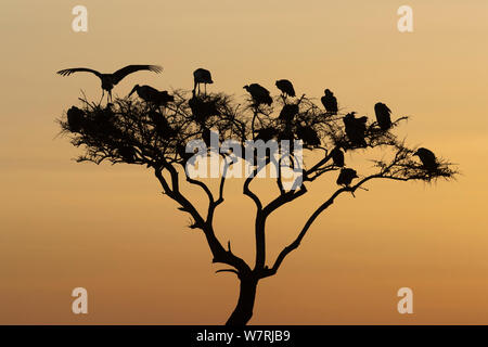 White-backed grifone (Gyps Africanus) arroccato nella struttura ad albero al tramonto, Masai-Mara Game Reserve, Kenya Foto Stock