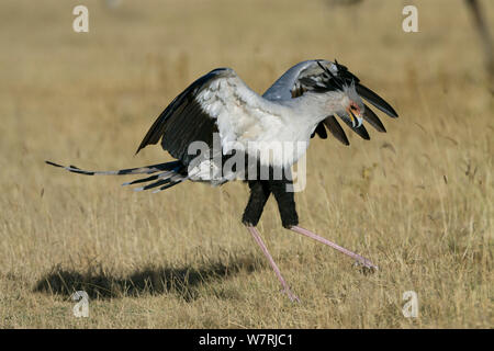 Segretario bird (Sagittarius serpentarius) lo sbarco, Masai-Mara Game Reserve, Kenya Foto Stock